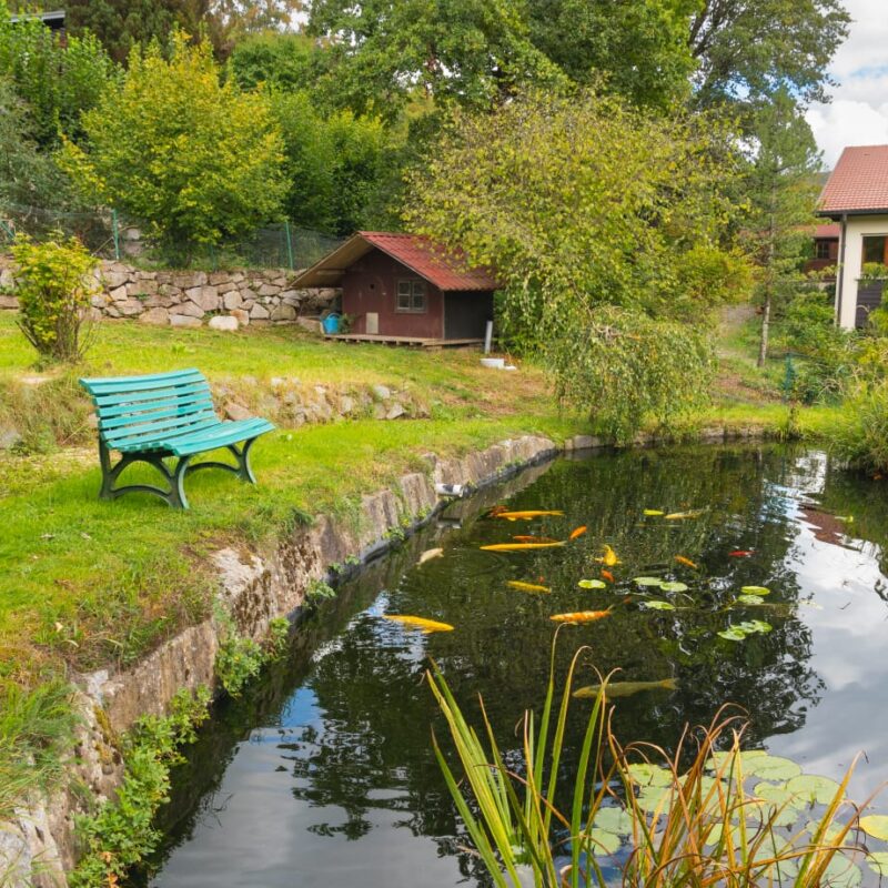 Piscine  / Bassin naturel Mulhouse 3