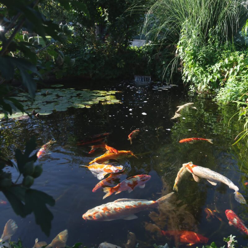 Piscine  / Bassin naturel Riedisheim 1